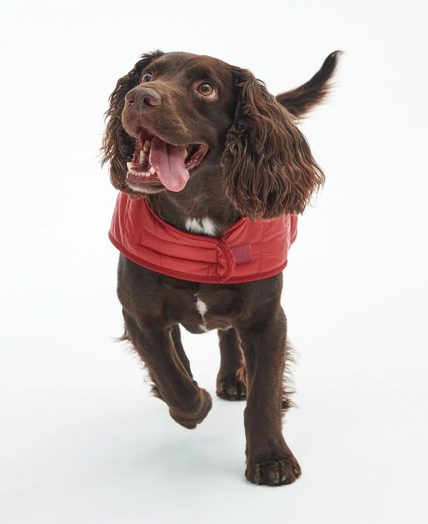 Barbour Baffle Quilted Dog Coat Wine